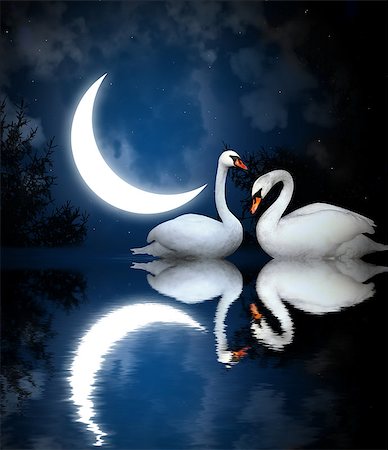 romance and stars in the sky - Two white swans on black background Stock Photo - Budget Royalty-Free & Subscription, Code: 400-06914984