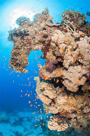 Stunning underwater tropical coral reef landscape scene with shoal of anthias fish Stock Photo - Budget Royalty-Free & Subscription, Code: 400-06915574