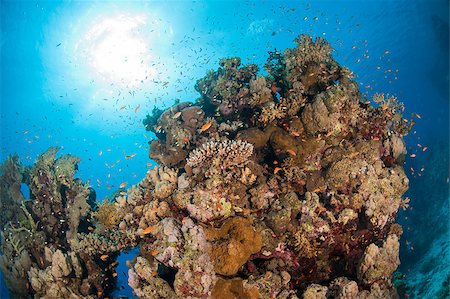 simsearch:400-05880854,k - Stunning underwater tropical coral reef landscape scene with shoal of anthias fish Stock Photo - Budget Royalty-Free & Subscription, Code: 400-06915575