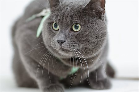 gray cat siting on the surface, close up portrait Fotografie stock - Microstock e Abbonamento, Codice: 400-06915649