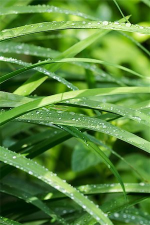 simsearch:400-07169438,k - clear droplets on green grass of iris, natural sunlight Stock Photo - Budget Royalty-Free & Subscription, Code: 400-06915651