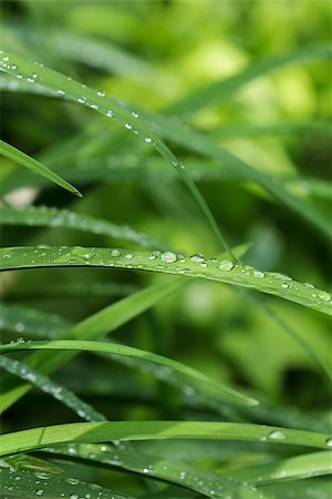 simsearch:400-07169438,k - clear droplets on green grass of iris, natural sunlight Stock Photo - Budget Royalty-Free & Subscription, Code: 400-06915652