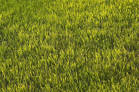 simsearch:400-06928460,k - field of green grass, lit by the sun Stock Photo - Budget Royalty-Free & Subscription, Code: 400-06915669