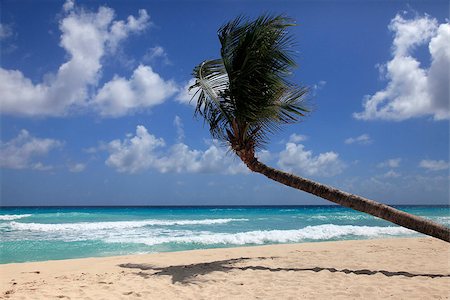 Untouched tropical beach with a palm tree in Barbados Stock Photo - Budget Royalty-Free & Subscription, Code: 400-06915883
