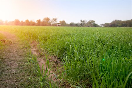 simsearch:400-06918933,k - This corn field is vivid green in the summer sunlight Photographie de stock - Aubaine LD & Abonnement, Code: 400-06916374