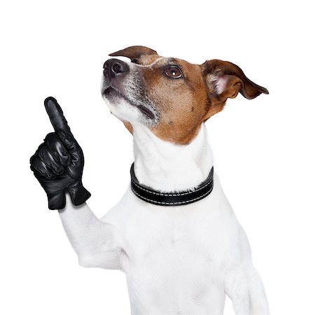 dog looking up and pointing up to something Stockbilder - Microstock & Abonnement, Bildnummer: 400-06916474