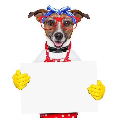 housewife dog  holding a blank white placard Stockbilder - Microstock & Abonnement, Bildnummer: 400-06916484