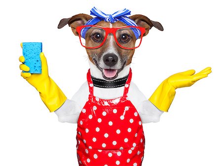 housewife dog with rubber gloves and a blue sponge Stock Photo - Budget Royalty-Free & Subscription, Code: 400-06916485