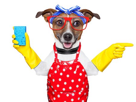 housewife dog with rubber gloves  pointing and looking to the side Stock Photo - Budget Royalty-Free & Subscription, Code: 400-06916486