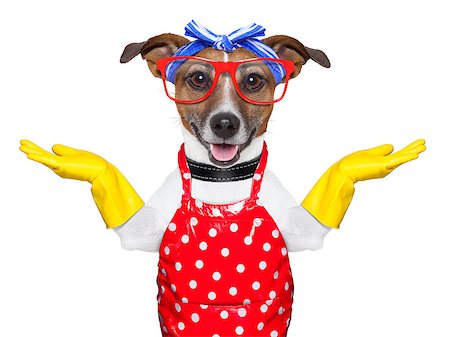 housewife dog  with open arms , happy to help Stockbilder - Microstock & Abonnement, Bildnummer: 400-06916487