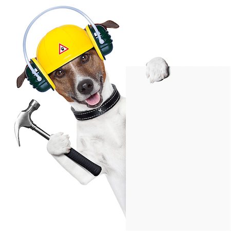 handyman dog with a hammer behind a banner Stock Photo - Budget Royalty-Free & Subscription, Code: 400-06916481