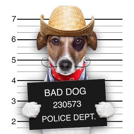 simsearch:400-08898663,k - mugshot of a mexican very bad dog Photographie de stock - Aubaine LD & Abonnement, Code: 400-06916494