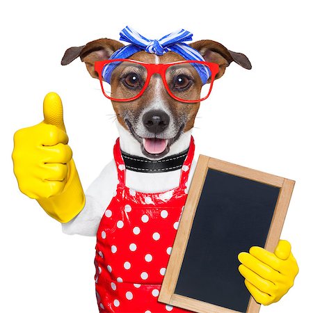 housewife dog with rubber gloves  and thumb up Stock Photo - Budget Royalty-Free & Subscription, Code: 400-06916495