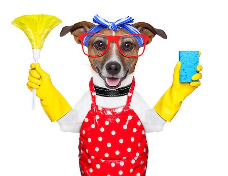 housewife dog with rubber gloves  and a feather duster Foto de stock - Super Valor sin royalties y Suscripción, Código: 400-06916496