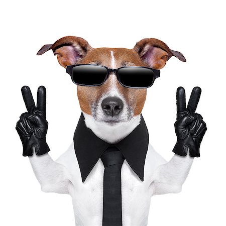 cool dog with peace fingers in black leather gloves Stockbilder - Microstock & Abonnement, Bildnummer: 400-06916492