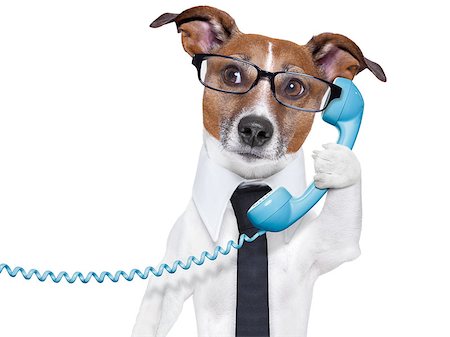 business dog with a tie and glasses listening carefully on the phone Foto de stock - Super Valor sin royalties y Suscripción, Código: 400-06916501