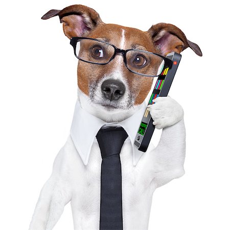 simsearch:400-08413217,k - business dog with a tie and glasses Stock Photo - Budget Royalty-Free & Subscription, Code: 400-06916503