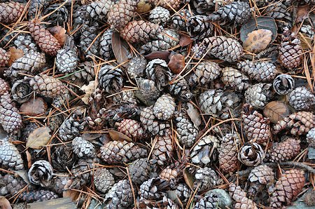 simsearch:689-03123993,k - Closeup view of pine cone texture. Stock Photo - Budget Royalty-Free & Subscription, Code: 400-06916758