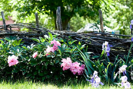purple flower village - Flowers near the wooden fence with vines in the village Stock Photo - Budget Royalty-Free & Subscription, Code: 400-06916923