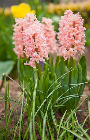 Pink hyacinth flower in bloom. Beautiful spring flora. Stock Photo - Budget Royalty-Free & Subscription, Code: 400-06916937