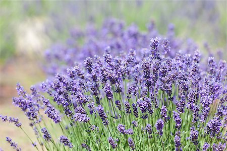 simsearch:400-04847486,k - gorgeous bushes of blooming lavender, shallow DOF Foto de stock - Royalty-Free Super Valor e Assinatura, Número: 400-06917025
