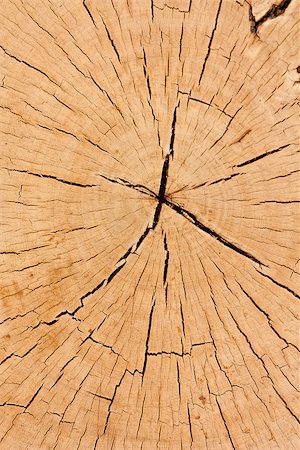 simsearch:400-08110547,k - Close up cross section tree stump Stock Photo - Budget Royalty-Free & Subscription, Code: 400-06917582