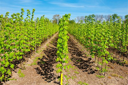 simsearch:400-06918933,k - Neat Rows of Young Plants in the Nursery Garden Photographie de stock - Aubaine LD & Abonnement, Code: 400-06917762