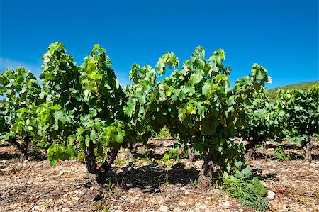 simsearch:400-06918933,k - Young Vineyard in Southern France, Region Rhone-Alpes Photographie de stock - Aubaine LD & Abonnement, Code: 400-06917778