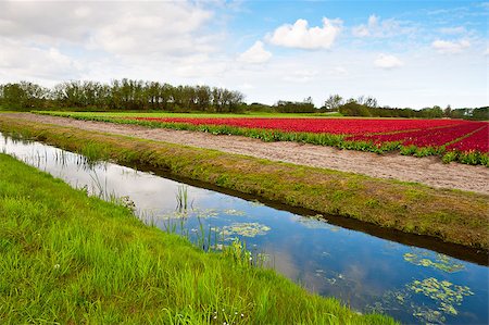 simsearch:400-06918933,k - Irrigation Canal between the Fields of Tulips, Netherlands Photographie de stock - Aubaine LD & Abonnement, Code: 400-06917773