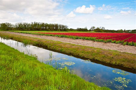 simsearch:400-06918933,k - Irrigation Canal between the Fields of Tulips, Netherlands Foto de stock - Super Valor sin royalties y Suscripción, Código: 400-06917773