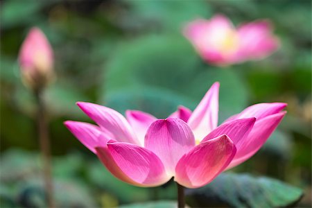 simsearch:400-04424294,k - Lotus flower blossoming and lotus leaves plants in a pond Stock Photo - Budget Royalty-Free & Subscription, Code: 400-06918110