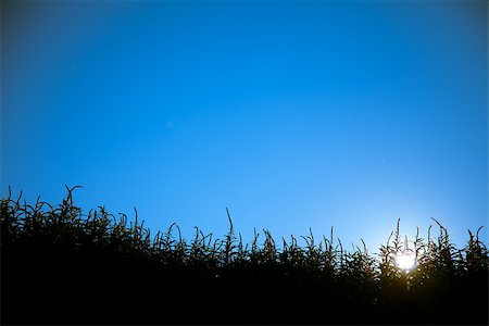 Sunset view with grass silhouette Photographie de stock - Aubaine LD & Abonnement, Code: 400-06918160