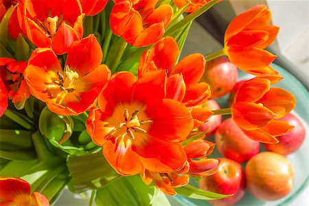 simsearch:400-05891971,k - tulips in sunlight Stock Photo - Budget Royalty-Free & Subscription, Code: 400-06918181
