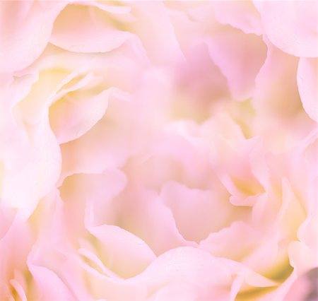 plant abstract focus - Gentle Floral Background / Flower's petals are made as macro shot / soft defocused Stock Photo - Budget Royalty-Free & Subscription, Code: 400-06918631