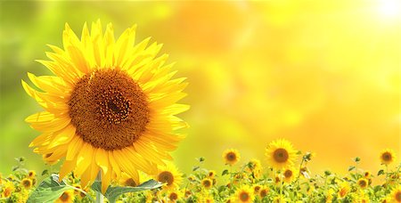simsearch:400-06918933,k - Bright yellow sunflowers and sun Photographie de stock - Aubaine LD & Abonnement, Code: 400-06918925