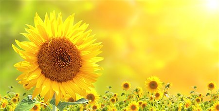 simsearch:400-05682398,k - Bright yellow sunflowers and sun Stock Photo - Budget Royalty-Free & Subscription, Code: 400-06918925