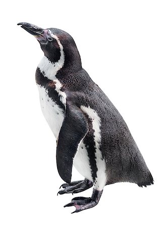 simsearch:862-03436894,k - African penguin isolated on a white background Foto de stock - Super Valor sin royalties y Suscripción, Código: 400-06918936