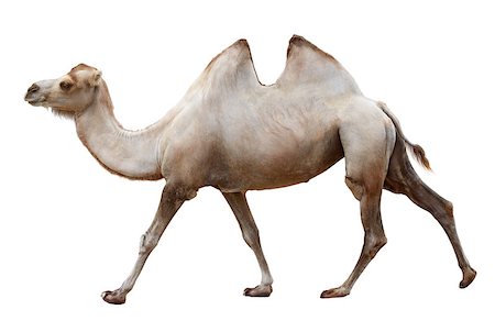 dromedario - Walking camel isolated on a white background Photographie de stock - Aubaine LD & Abonnement, Code: 400-06918937