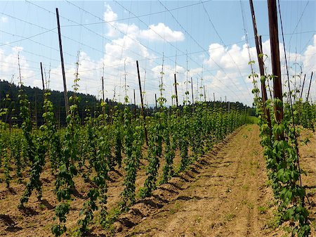 patrickjobst (artist) - Hops growing at an early stage within a typical hop yard of the Hansbergland region in Upper Austria. They deliver a well reputated quality and are exported to international breweries. Photographie de stock - Aubaine LD & Abonnement, Code: 400-06918933
