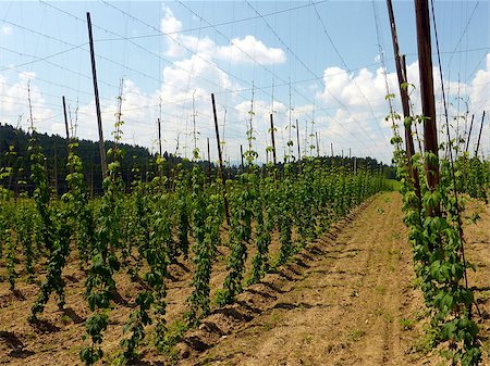 simsearch:400-06918933,k - Hops growing at an early stage within a typical hop yard of the Hansbergland region in Upper Austria. They deliver a well reputated quality and are exported to international breweries. Foto de stock - Super Valor sin royalties y Suscripción, Código: 400-06918933