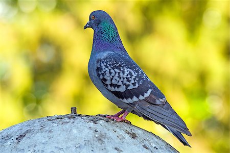 simsearch:400-07680375,k - Gray dove standing Stock Photo - Budget Royalty-Free & Subscription, Code: 400-06919049