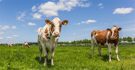White and brown cows in a green meadow Stock Photo - Budget Royalty-Free & Subscription, Code: 400-06919076
