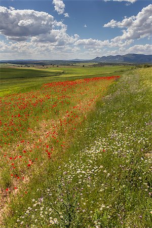 spain poppies field - Red poppies and mountains in Andalusia, Spain Stock Photo - Budget Royalty-Free & Subscription, Code: 400-06919077