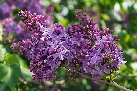 lilac branch in park in the spring Stockbilder - Microstock & Abonnement, Bildnummer: 400-06919236