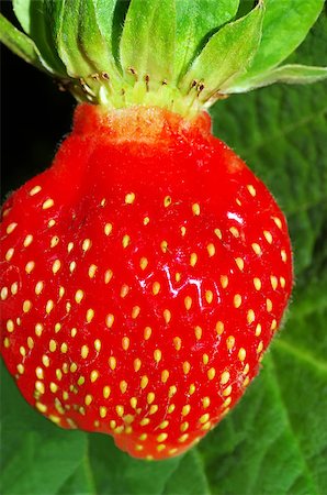 simsearch:400-06921455,k - Strawberries berry isolated on green background Foto de stock - Super Valor sin royalties y Suscripción, Código: 400-06919384