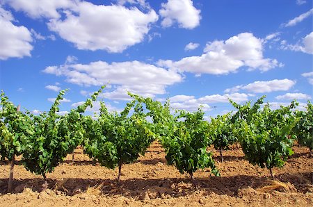 Green vineyard at south of Portugal Fotografie stock - Microstock e Abbonamento, Codice: 400-06919389