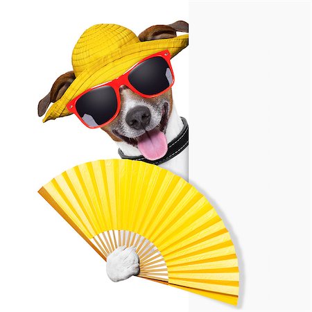 dog fan - summer cocktail dog cooling of with hand fan behind banner Stock Photo - Budget Royalty-Free & Subscription, Code: 400-06919437