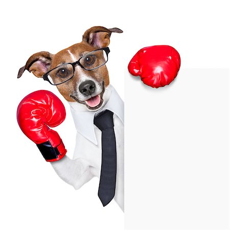 Boxing business dog behind white banner Stock Photo - Budget Royalty-Free & Subscription, Code: 400-06919431
