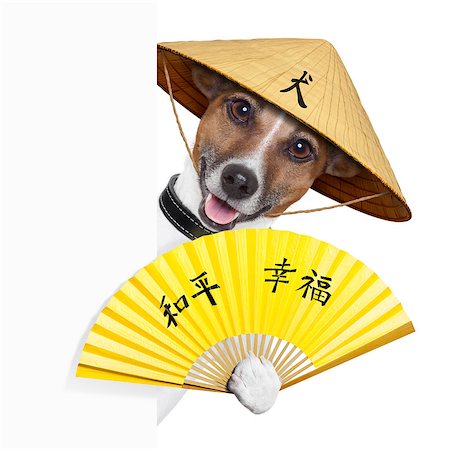 dog fan - asian dog with hand fan and china hat behind banner Stock Photo - Budget Royalty-Free & Subscription, Code: 400-06919446
