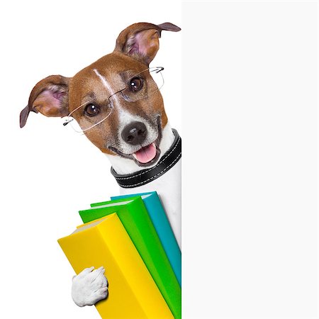simsearch:400-08413217,k - school dog with books and banner Stock Photo - Budget Royalty-Free & Subscription, Code: 400-06919454